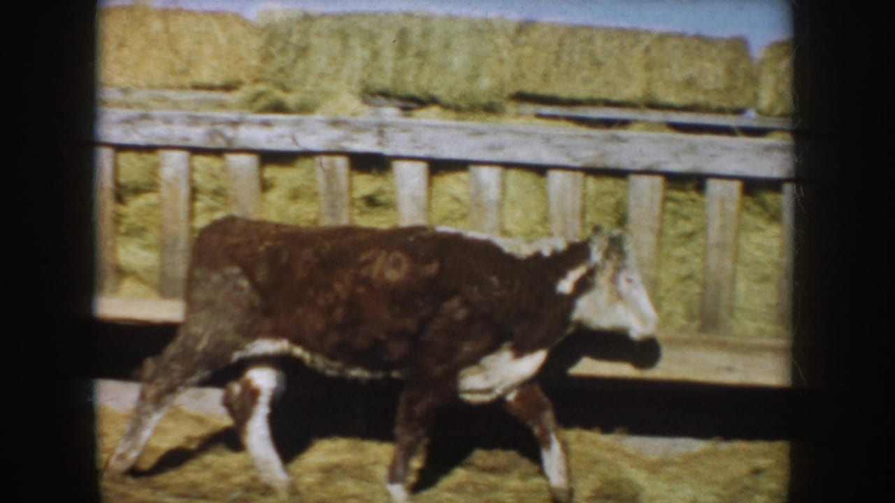 Brown-and-white calf walks past a wooden gate in a 1953 South Dakota farmyard, with hay bales stacked across the background.