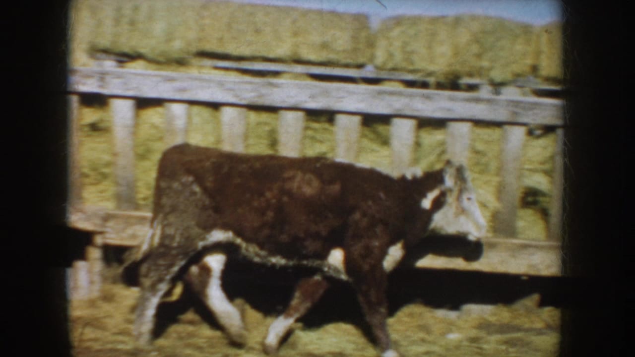 Brown-and-white calf walks through a South Dakota farm pen in 1953 footage, with stacked hay and weathered wooden rails behind it.