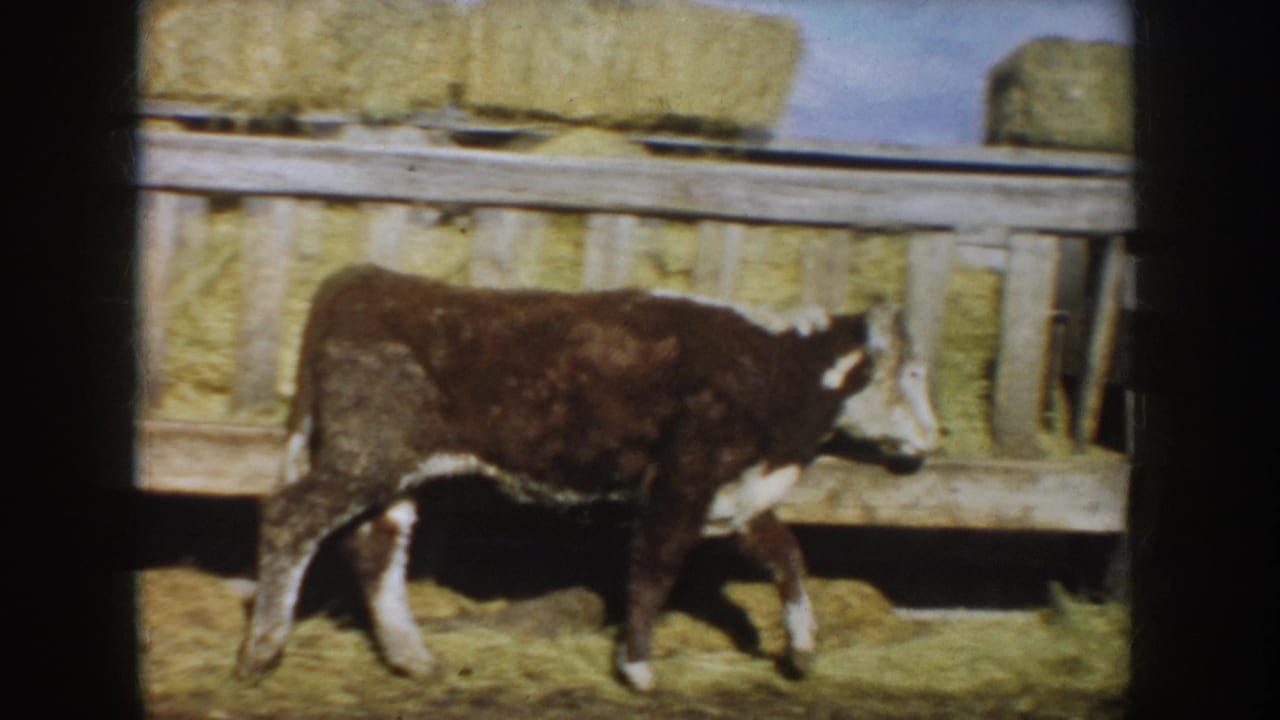 Calf continues walking beside a wooden fence with hay stacked behind it.