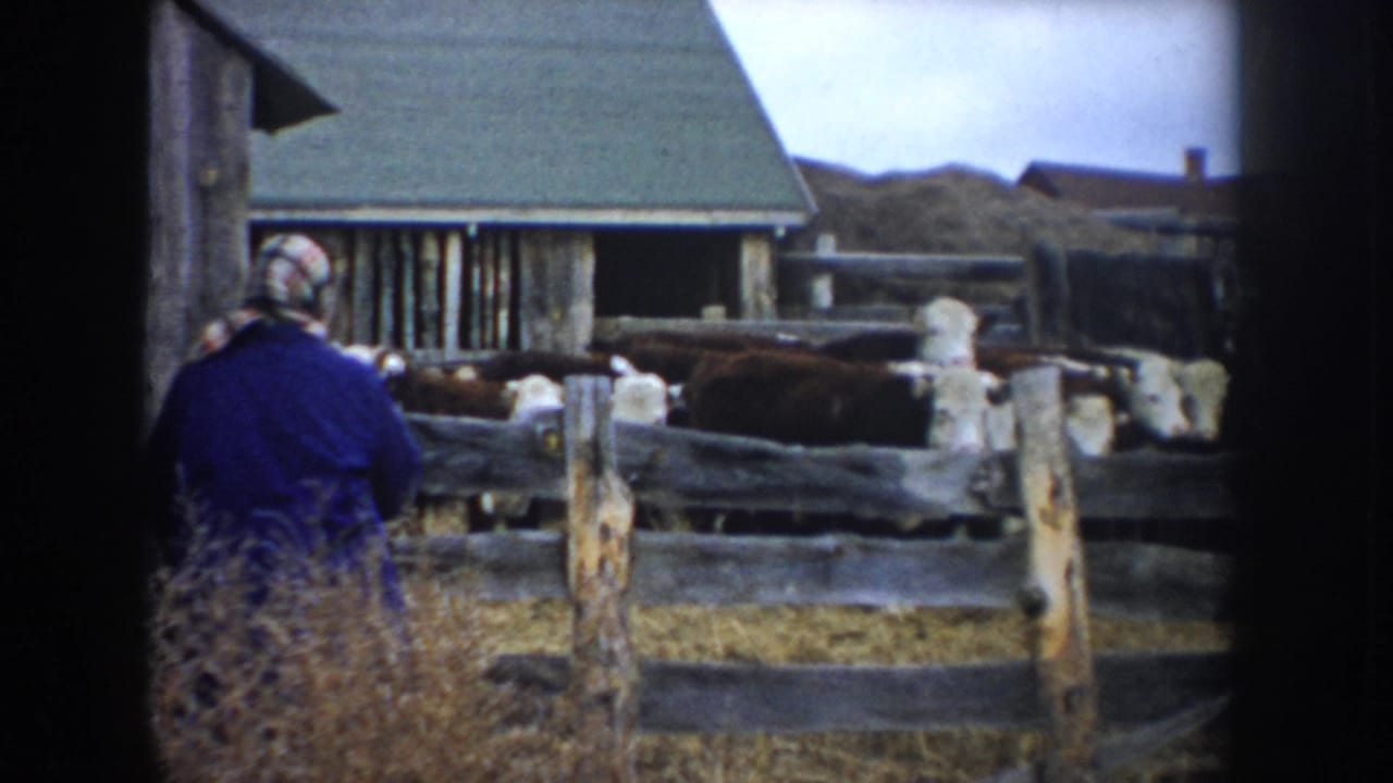 A person in a blue jacket and head covering stands near penned cattle by a weathered barn structure in South Dakota farm footage.