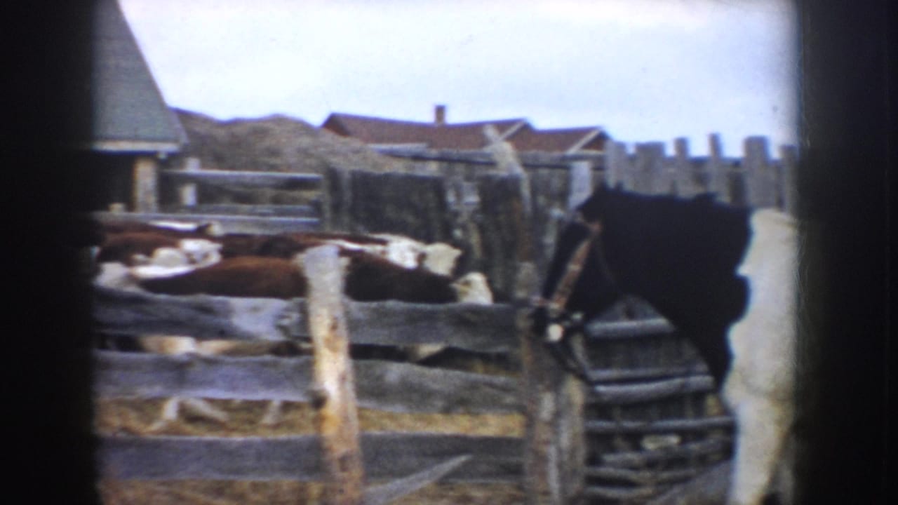 Cattle gather behind rough wooden fencing, with barn buildings and hay visible in the background of the 1953 South Dakota farm scene.