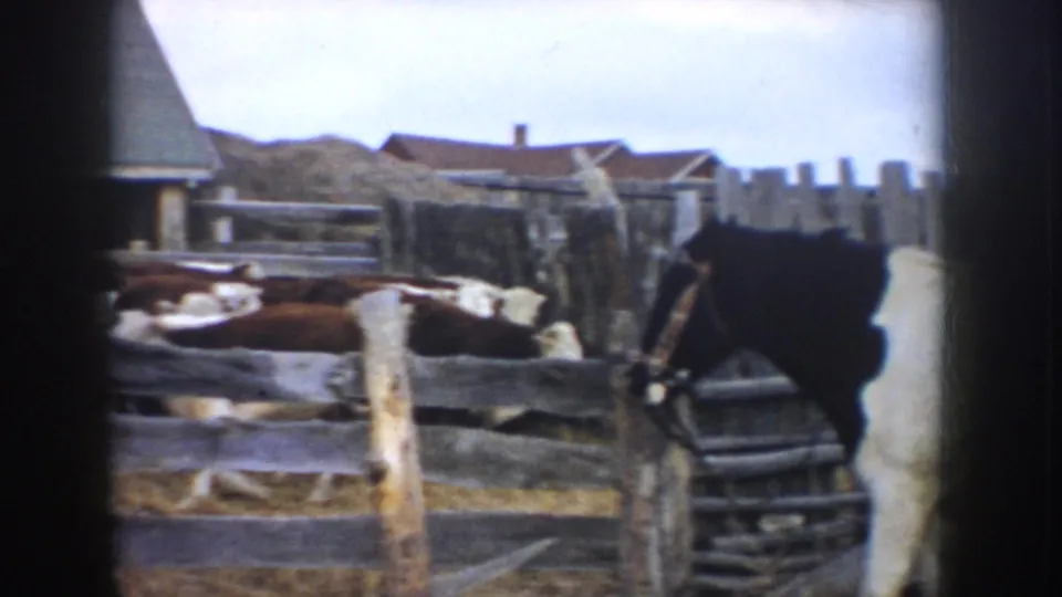 Cattle gather behind rough wooden fencing, with barn buildings and hay visible in the background of the 1953 South Dakota farm scene.