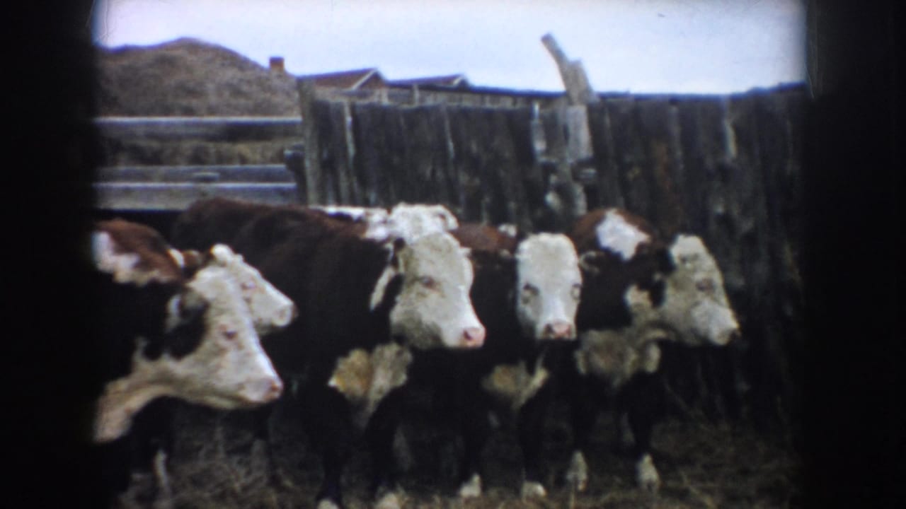 Hereford cattle gathered close together inside a wooden pen.