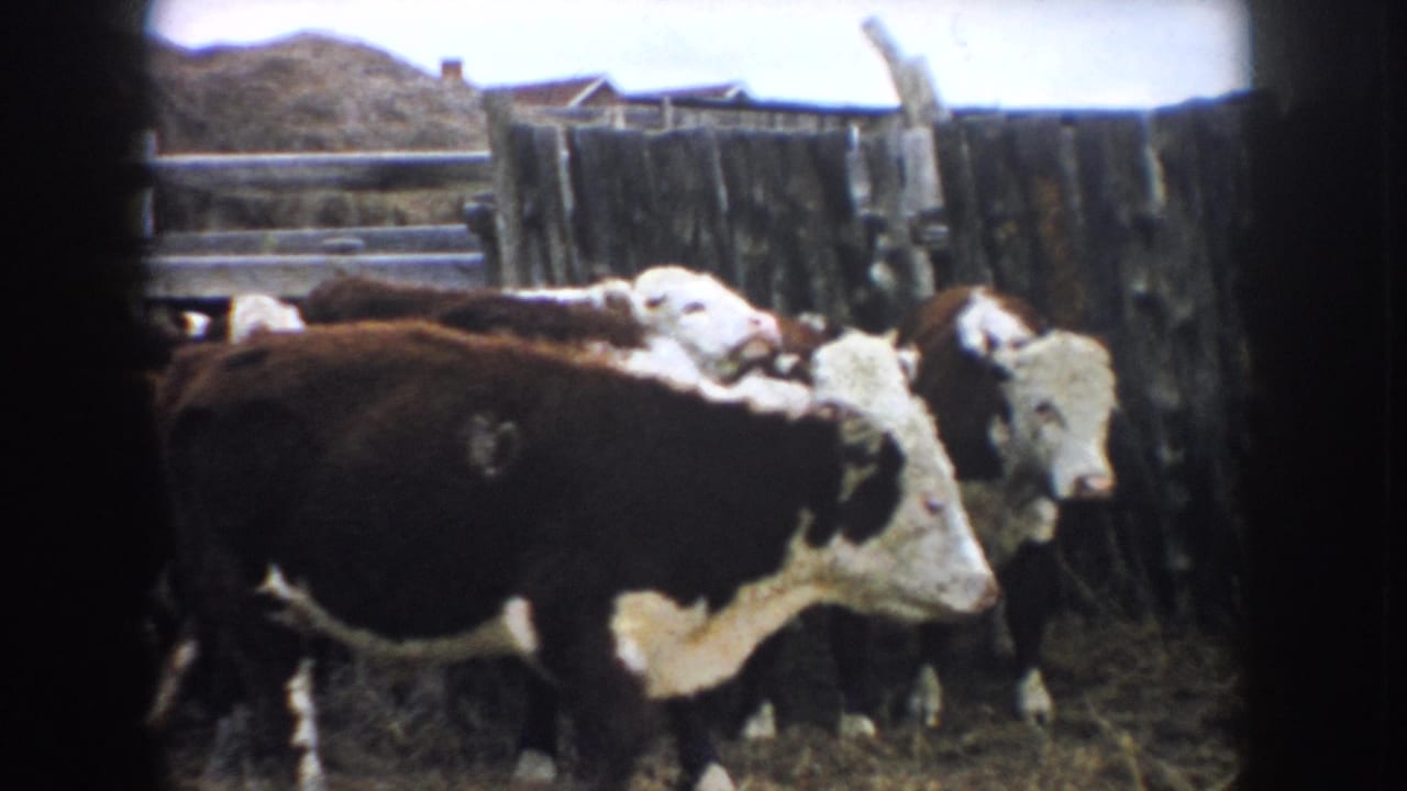 A 1950s 8mm view of Hereford cattle moving through a fenced pen on a South Dakota farm, with hay and weathered boards around them.