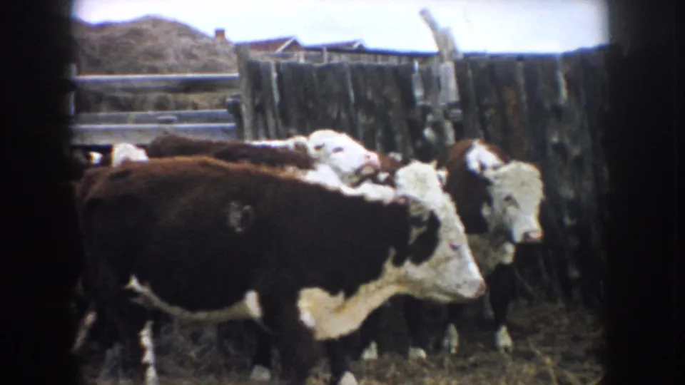 A 1950s 8mm view of Hereford cattle moving through a fenced pen on a South Dakota farm, with hay and weathered boards around them.