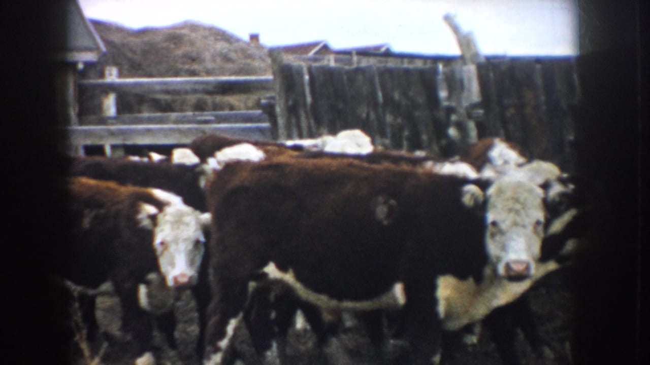 Hereford cattle face the camera in a weathered South Dakota livestock pen, with haystacks and a farmhouse roofline behind them.