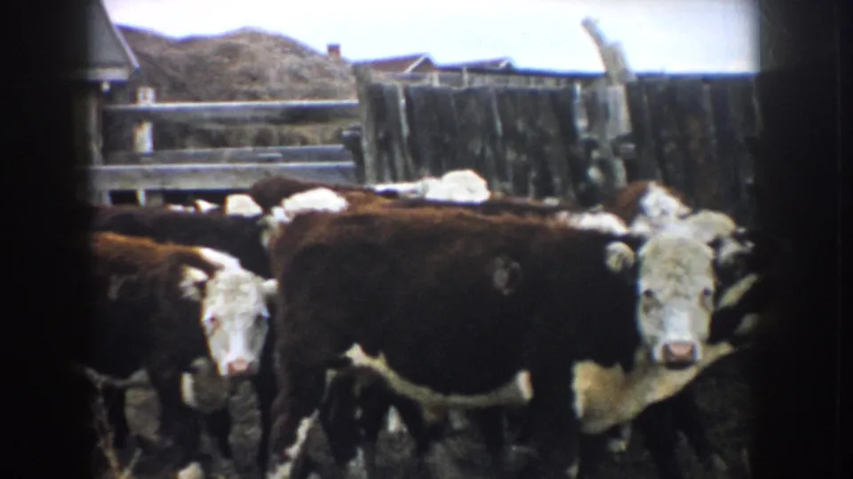Hereford cattle face the camera in a weathered South Dakota livestock pen, with haystacks and a farmhouse roofline behind them.