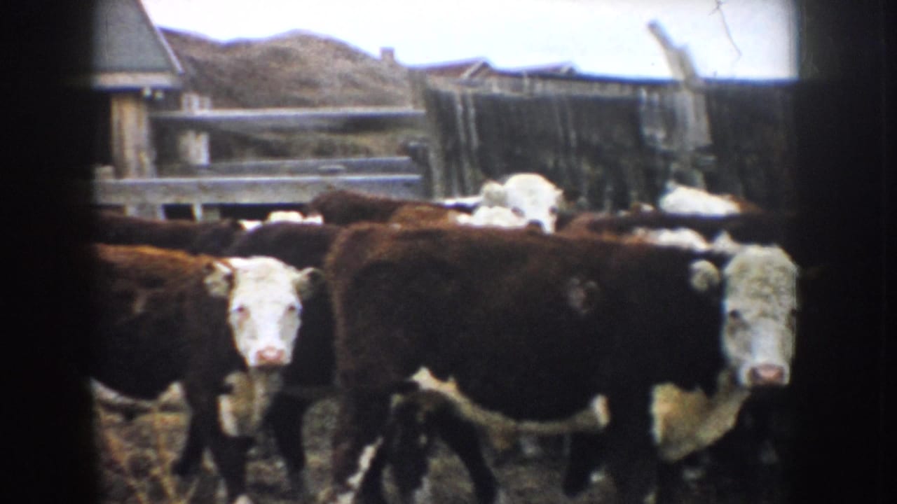 Brown and white cattle stand in a muddy farmyard near a wooden fence and barn.
