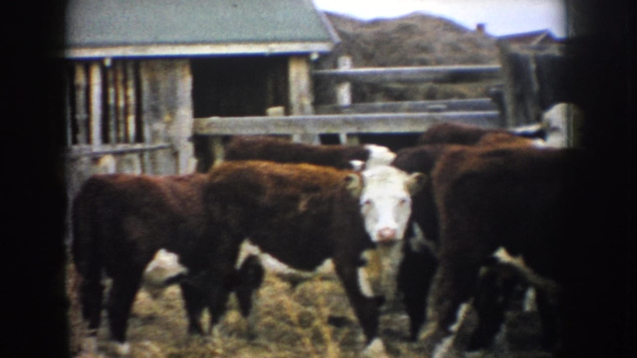 Cattle stand beside a weathered wooden barn and fence in a farmyard.