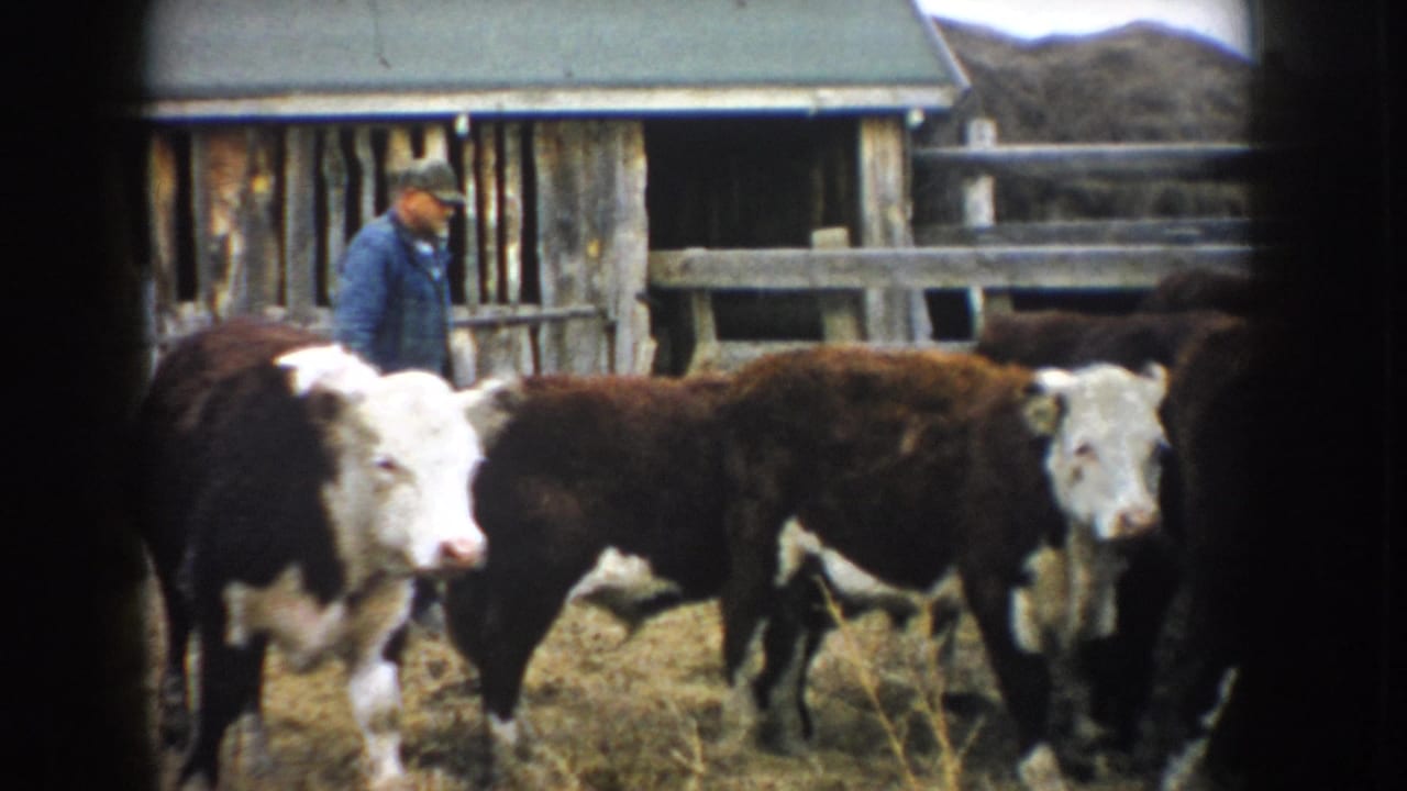 1953 South Dakota 8mm frame with a farmer in a blue jacket among Hereford cattle near a weathered barn.