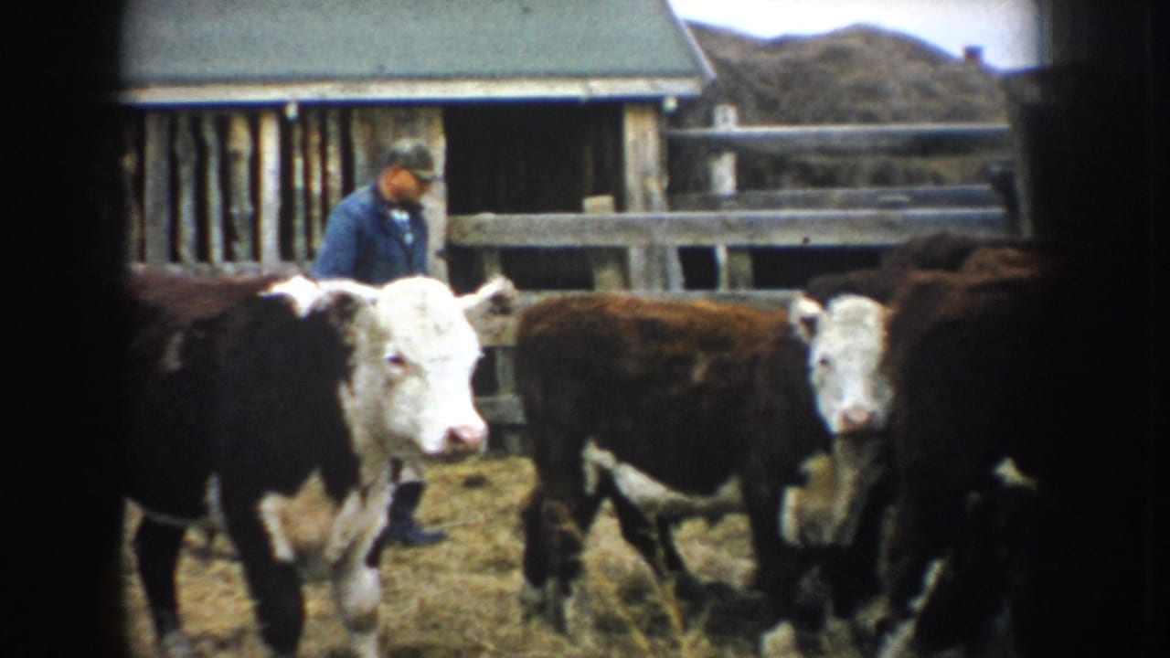 1953 South Dakota home-movie frame showing a farmer tending cattle beside weathered fencing and a barn.