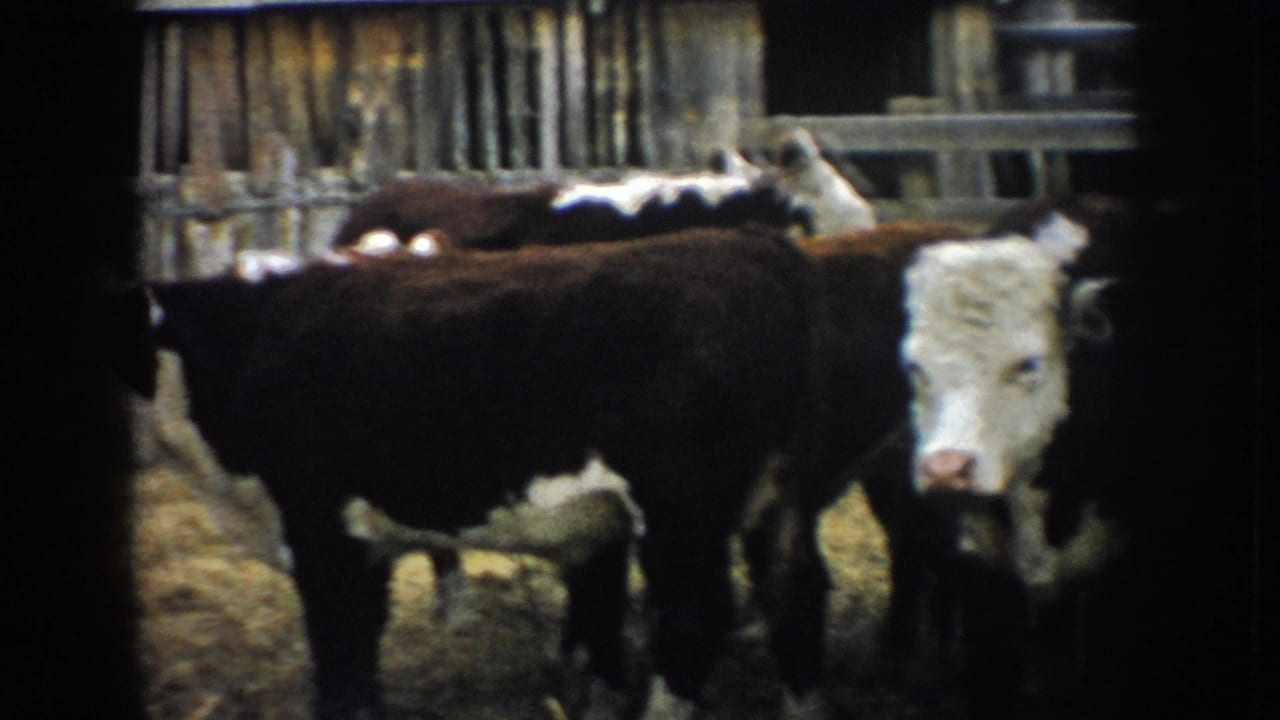1953 South Dakota 8mm frame showing Hereford-type cattle clustered in a weathered wooden stockyard.