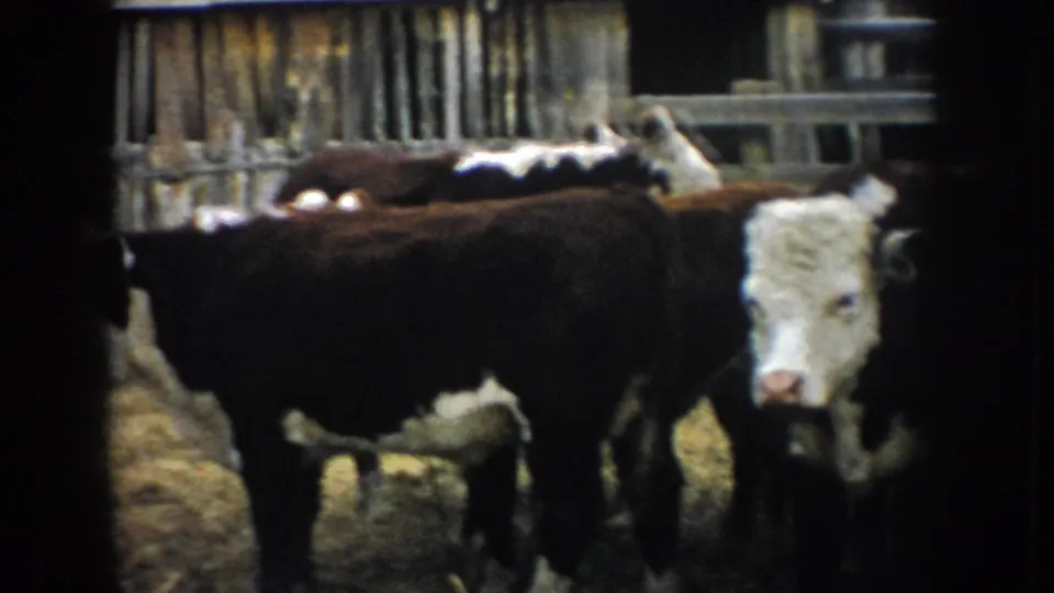 1953 South Dakota 8mm frame showing Hereford-type cattle clustered in a weathered wooden stockyard.