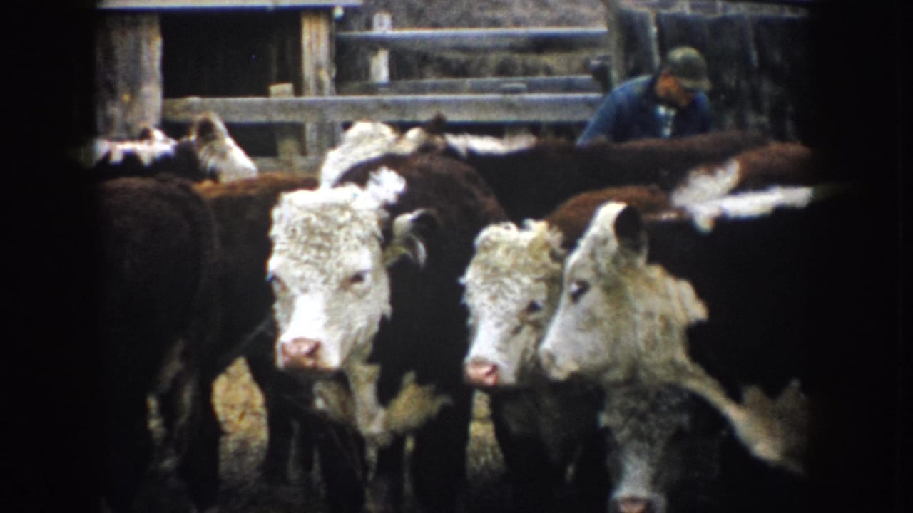 Cattle face the camera while a man works among them in the stockyard.