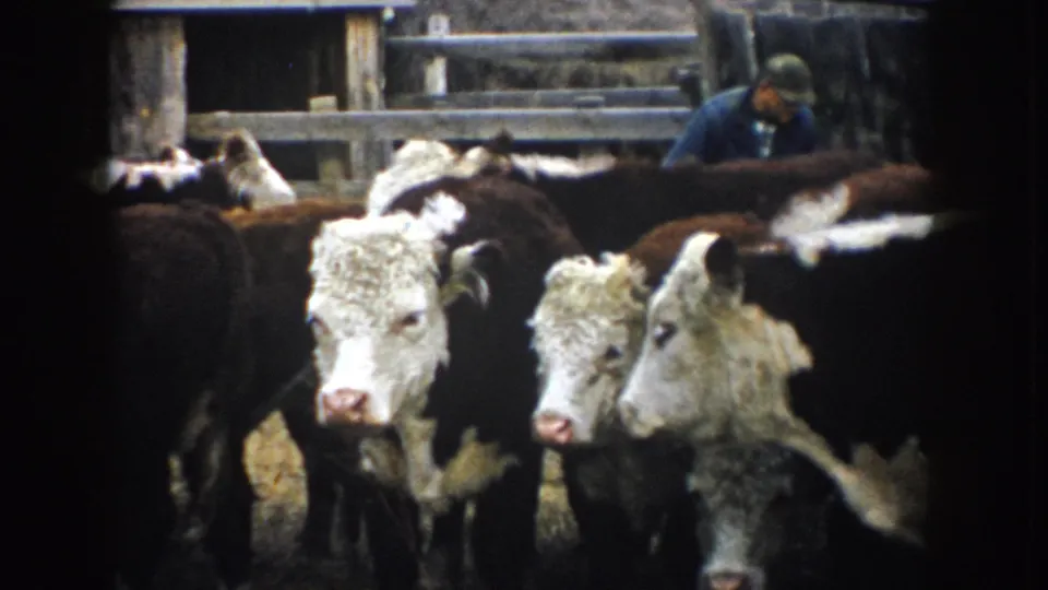 1953 South Dakota 8mm frame with Hereford-type cattle and a man in a blue jacket and cap inside a wooden stockyard.