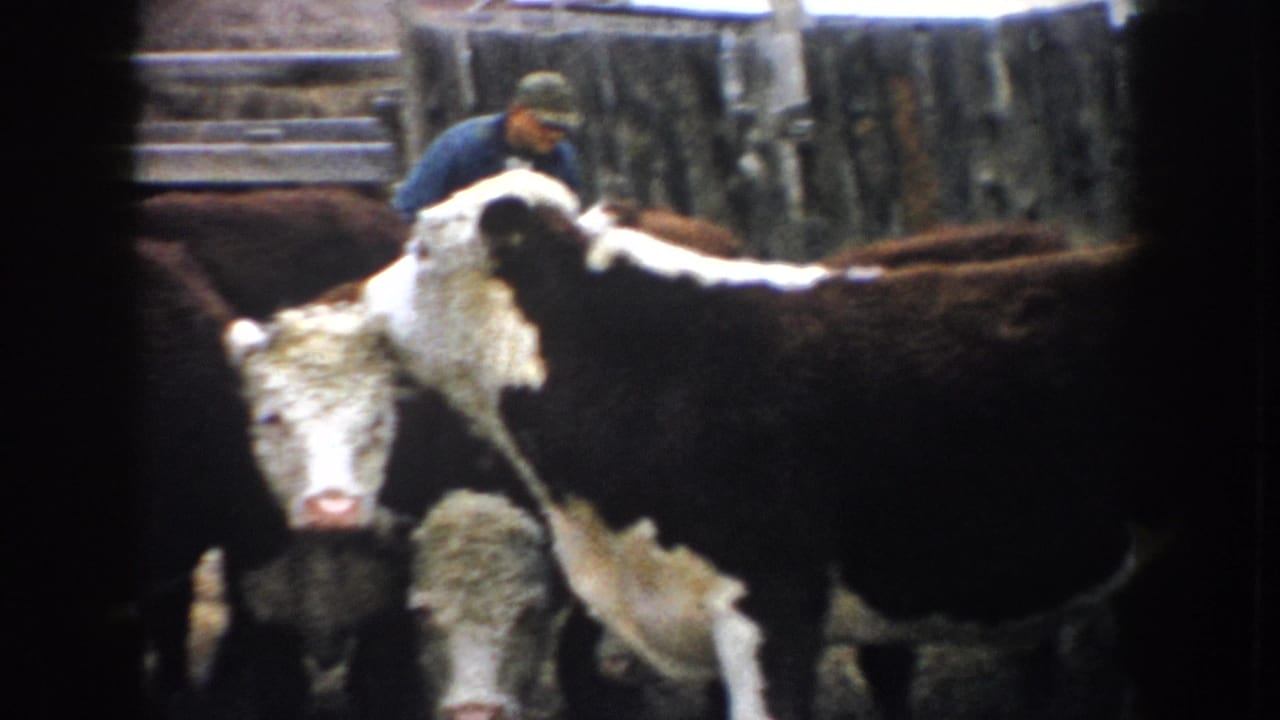 1953 South Dakota 8mm frame showing a farmer partly visible behind Hereford-type cattle in a rustic stockyard.