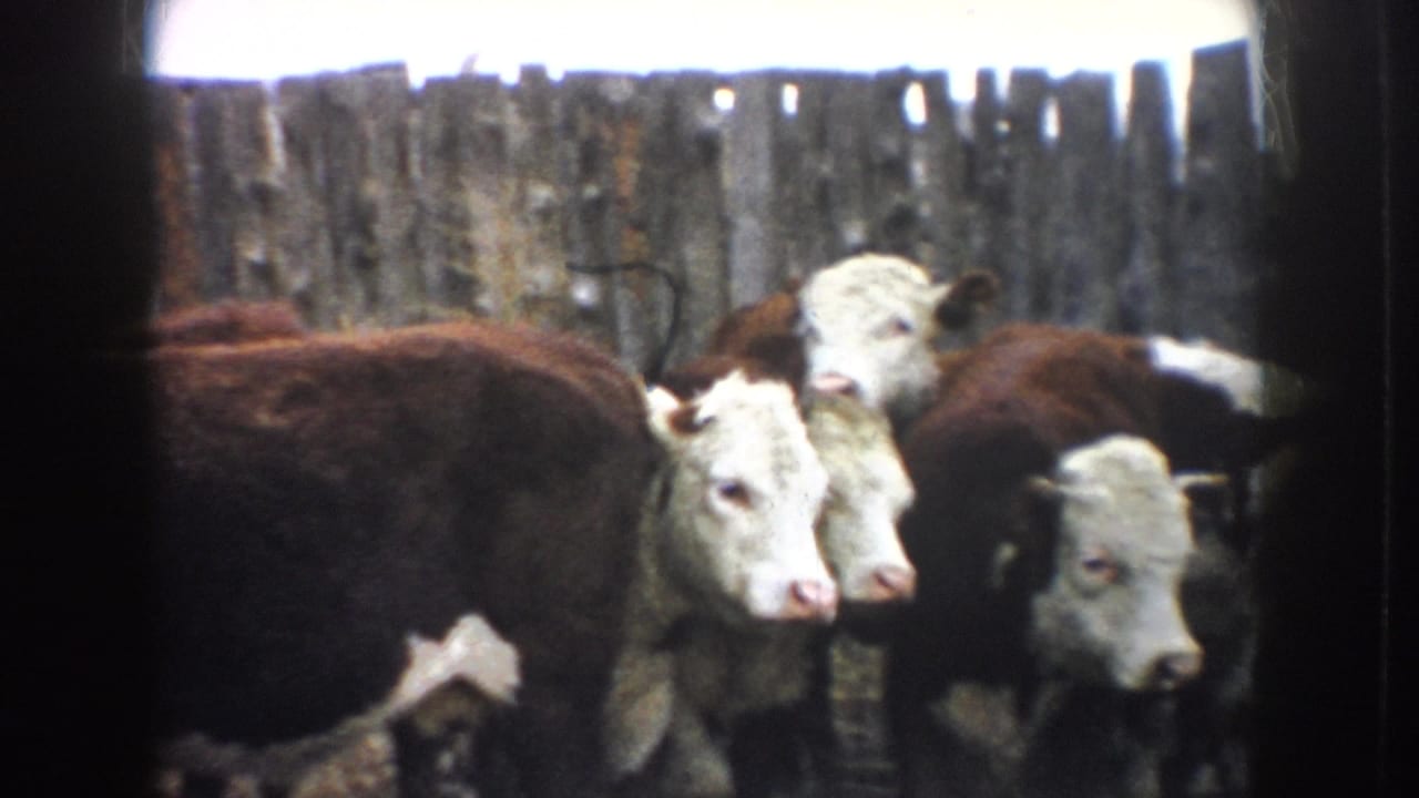 1953 South Dakota 8mm frame with Hereford-type cattle grouped against a weathered wooden stockyard fence.