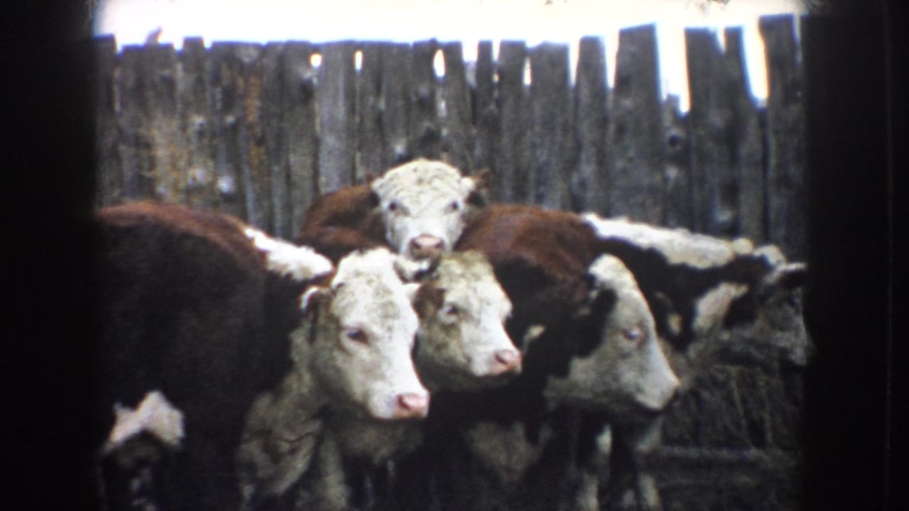 Brown and white cattle crowd near a wooden corral fence in 1953 South Dakota 8mm farm footage.