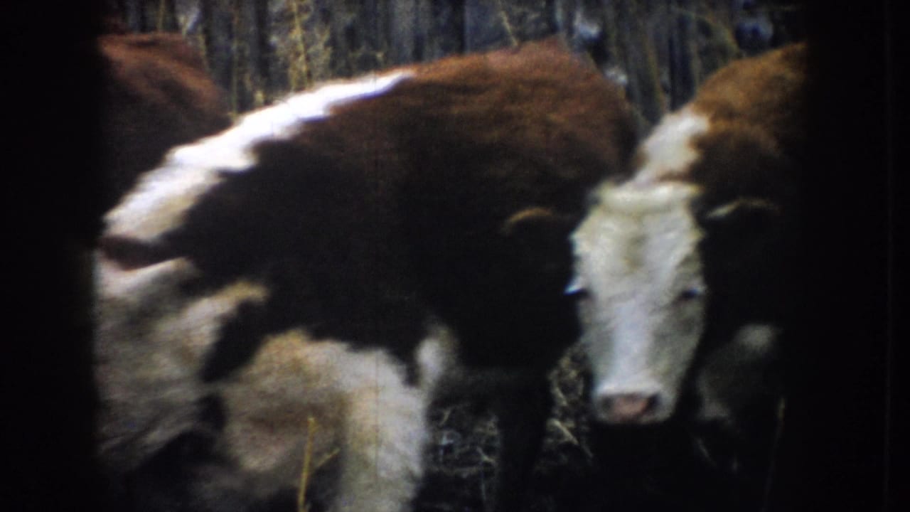 Two white-faced cattle stand in a shadowed pen, with one animal close to the camera.