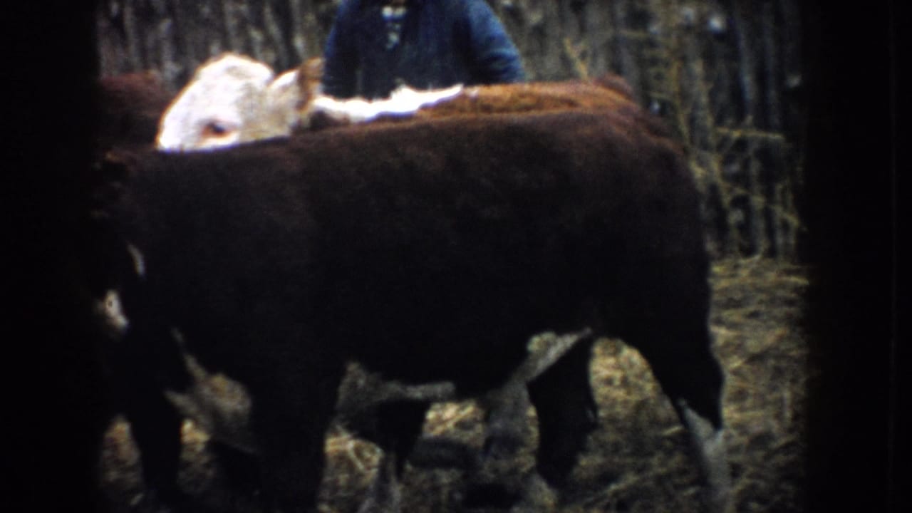 Cattle pass through a wooden pen in South Dakota; a partially visible adult figure appears behind the animals.