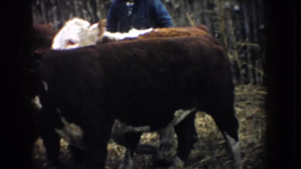 Cattle pass through a wooden pen in South Dakota; a partially visible adult figure appears behind the animals.