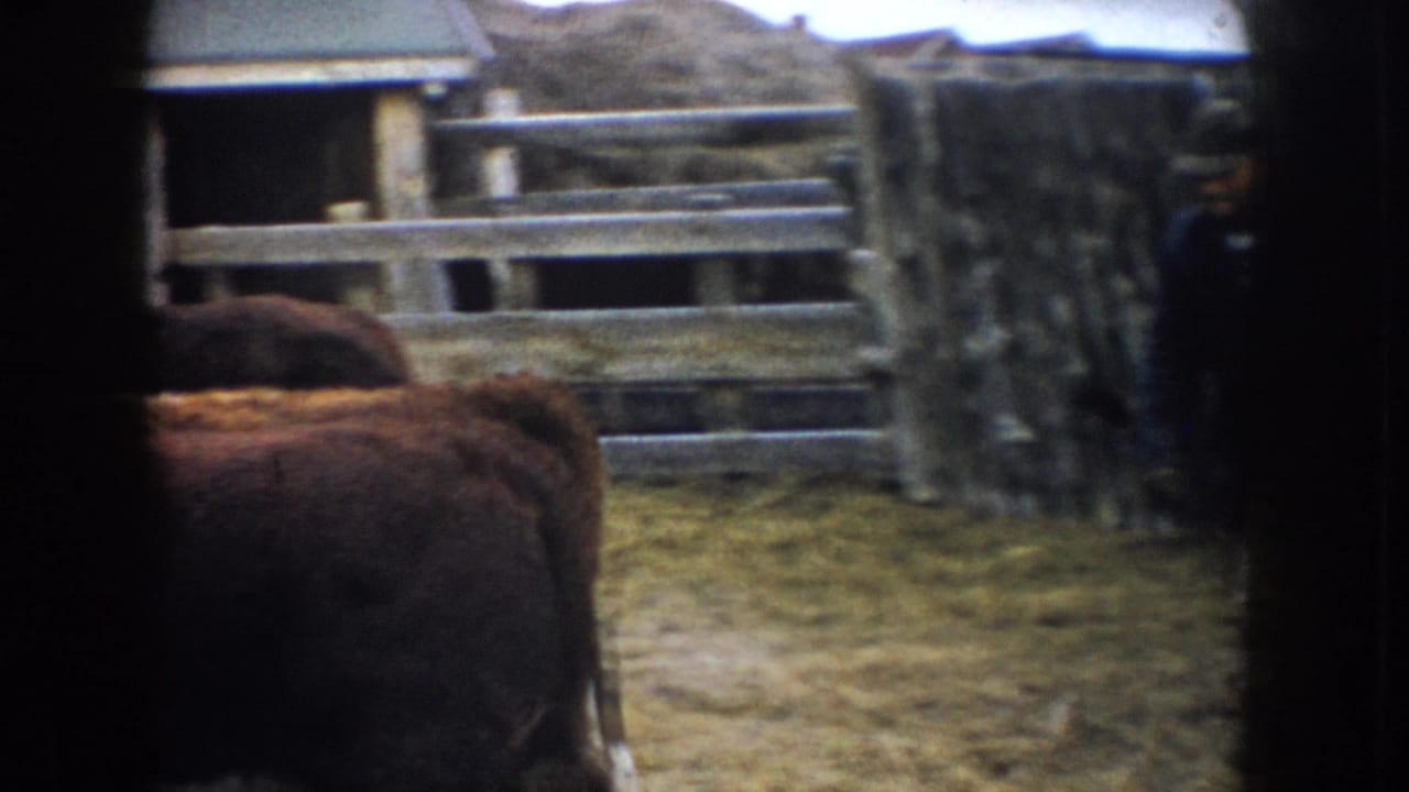 Cattle move past a weathered wooden gate in 1953 South Dakota 8mm footage of a farm corral.