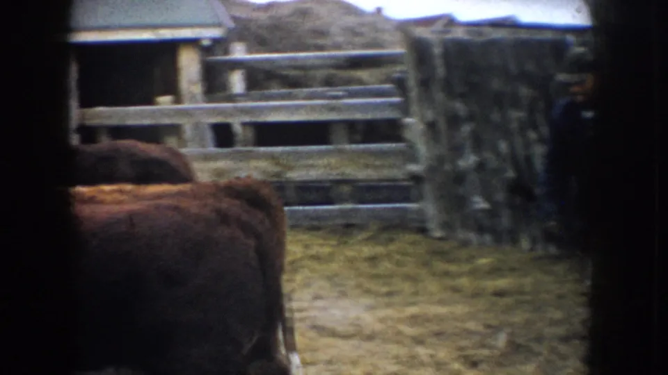 Cattle move past a weathered wooden gate in 1953 South Dakota 8mm footage of a farm corral.