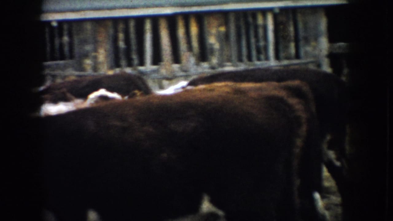 Brown and white cattle stand beside a dark wooden barnyard structure.