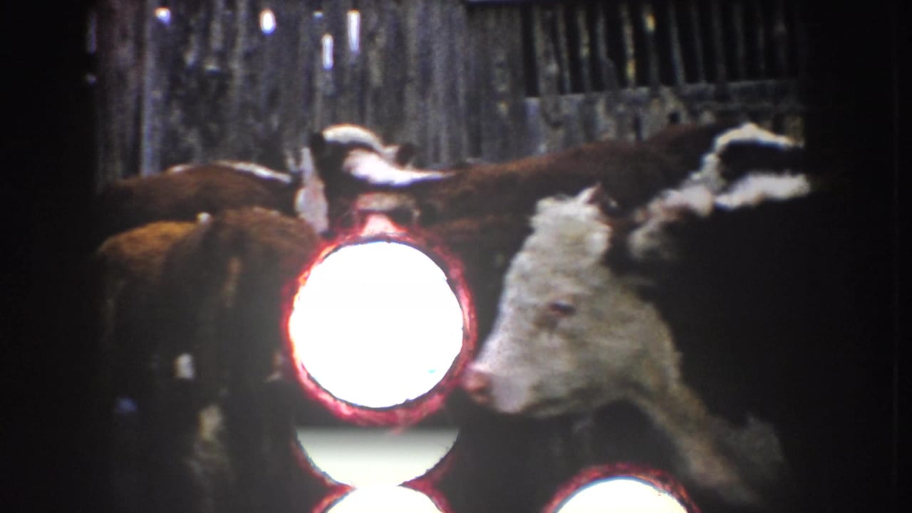 White-faced calf and cattle appear near bright circular light flares.