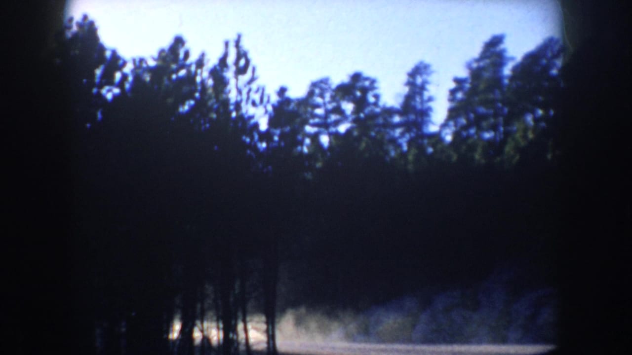 1953 South Dakota home-movie frame of a shadowed forest edge and pale roadside ground from a moving vehicle.