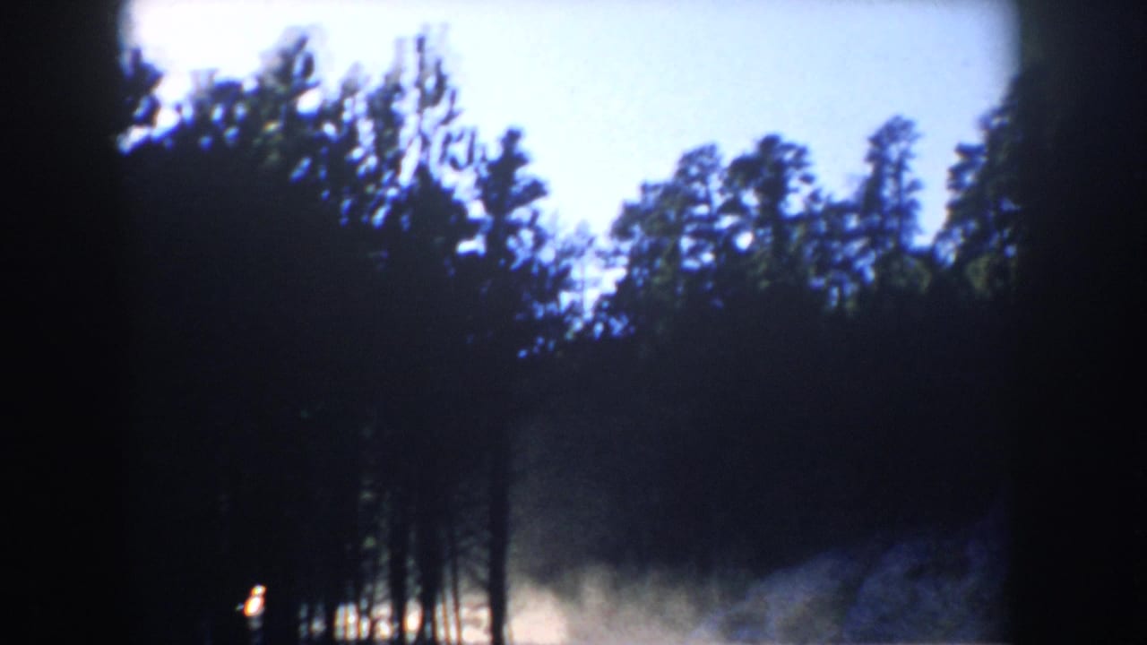 Dark pine forest beside a road with pale dust or haze near the trees.