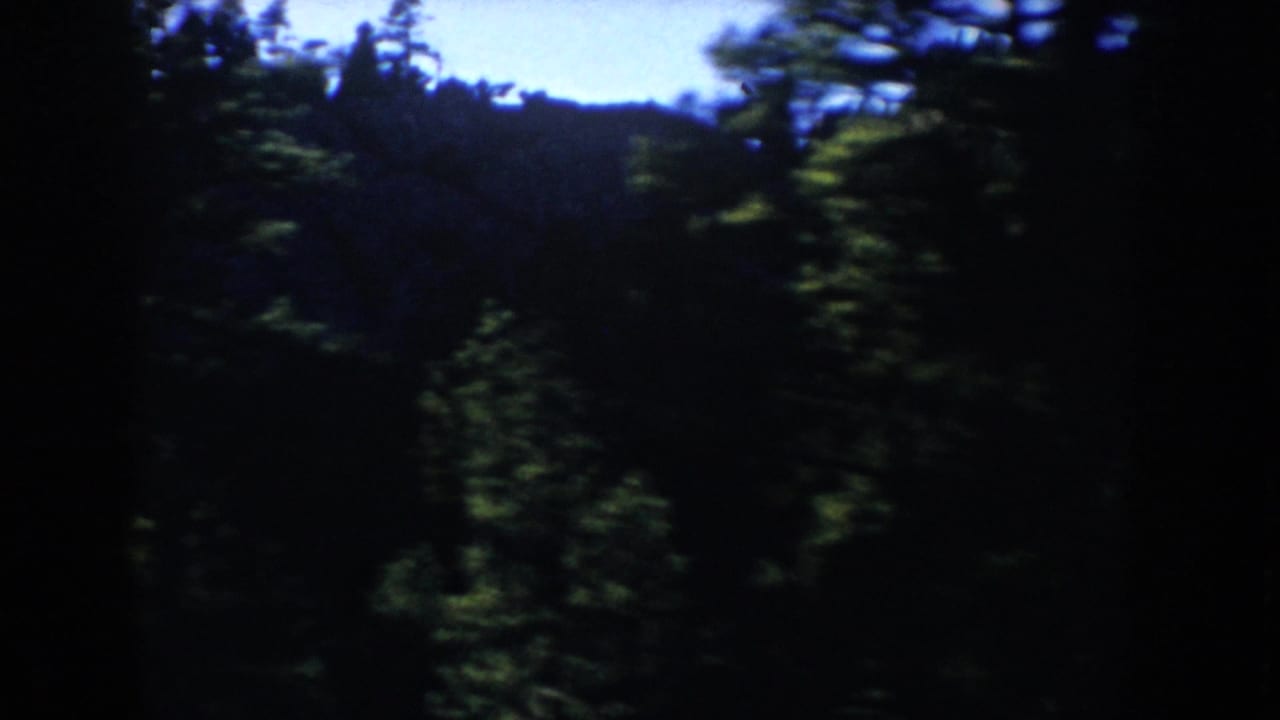 Moving 8mm view of dense South Dakota woodland with dark trunks, green foliage, and motion-softened trees.
