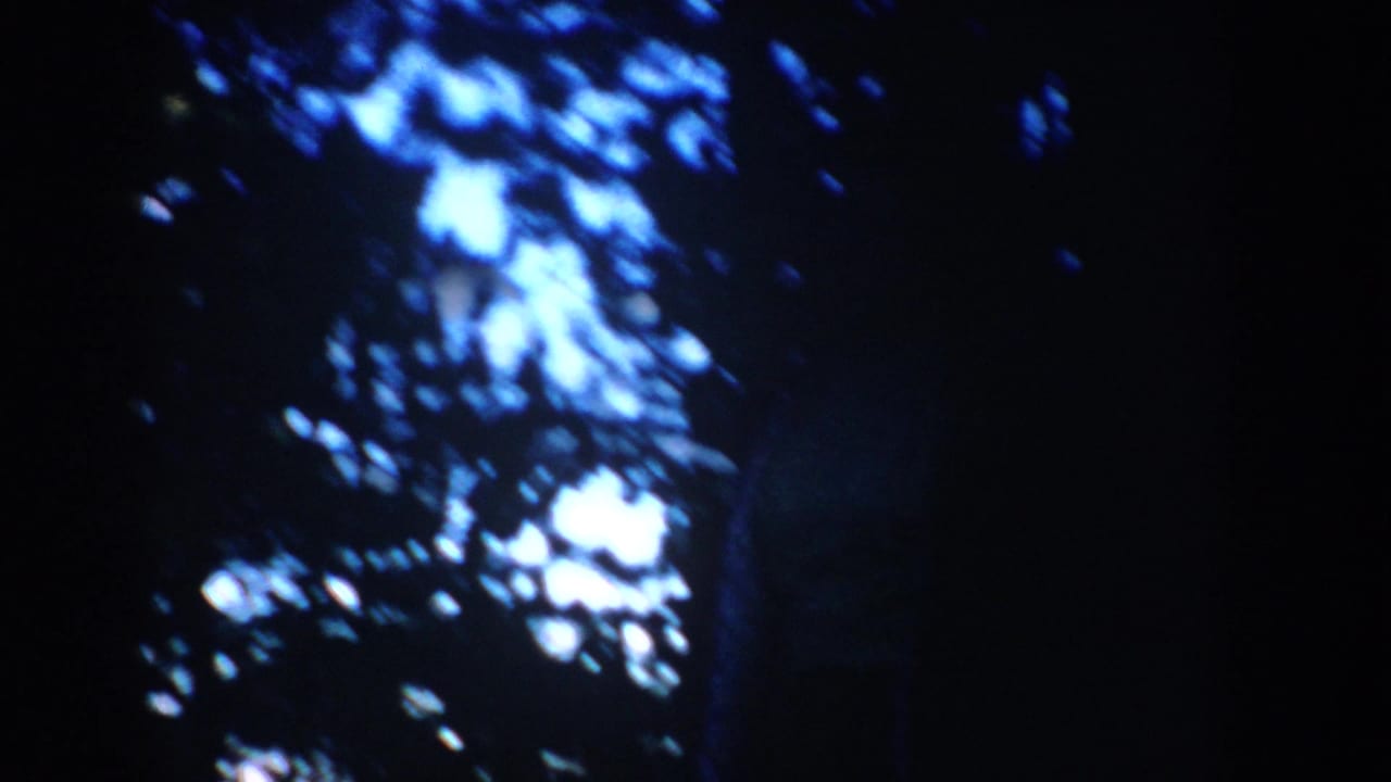 Blue-tinted evening sky appears behind silhouetted pine branches and dark tree forms in South Dakota home-movie footage.