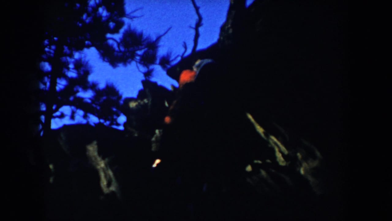 Dark silhouettes among pine trees beneath a vivid blue twilight sky.