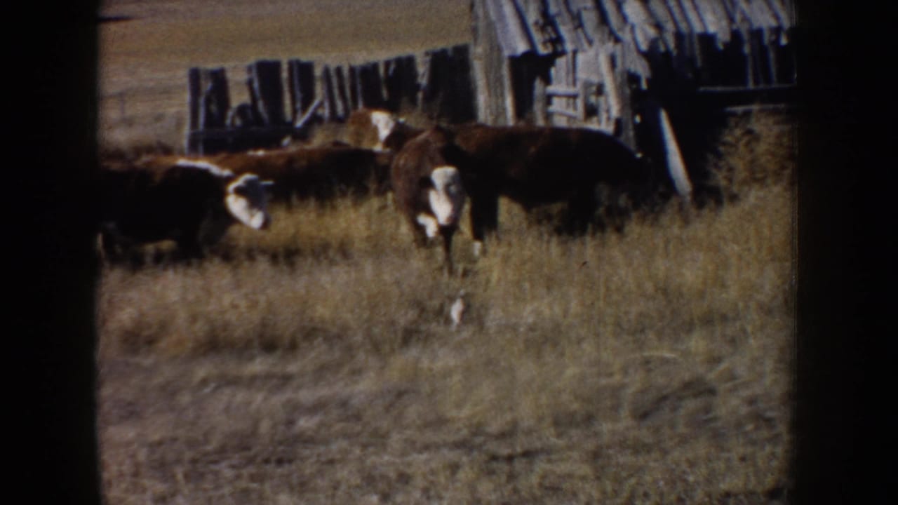 1953 South Dakota farm view with brown and white cattle in dry pasture near rough wooden fencing and a weathered shed.