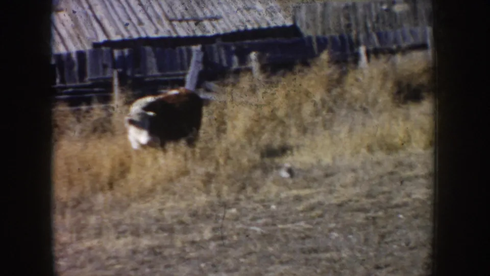 1953 South Dakota home-movie frame showing a cow in dry grass beside rough fencing and a weathered farm outbuilding.