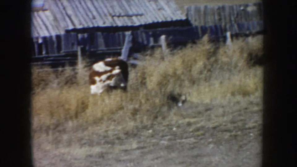1953 South Dakota farm frame with a brown and white cow lying in dry pasture near a weathered shed and rough fence line.