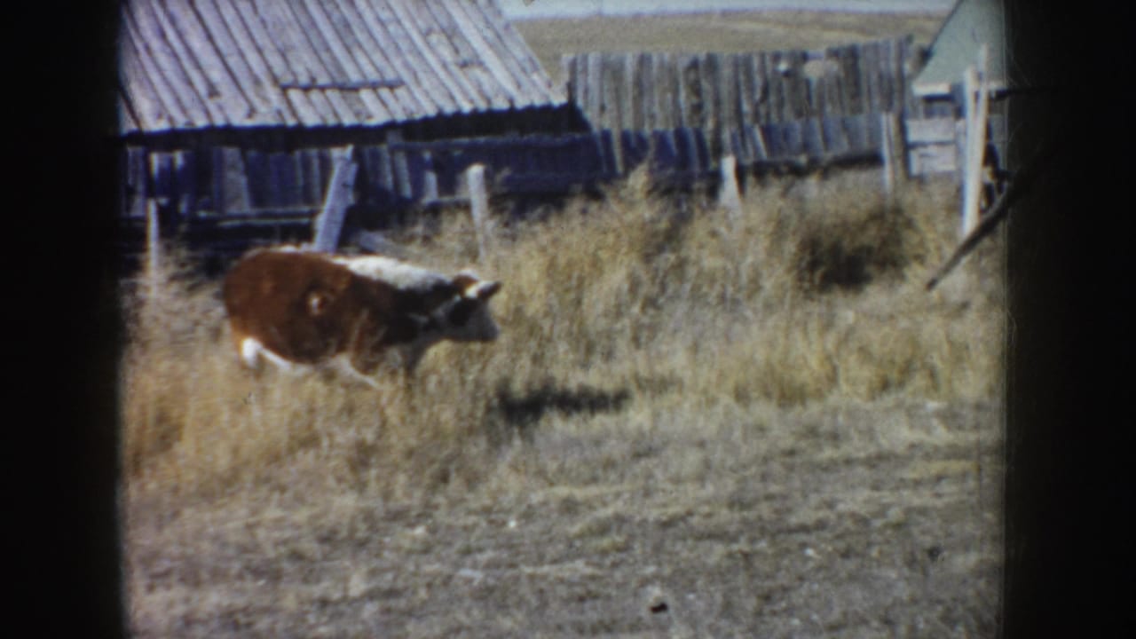 1953 South Dakota 8mm frame of a brown and white cow moving through dry pasture beside weathered farm buildings.
