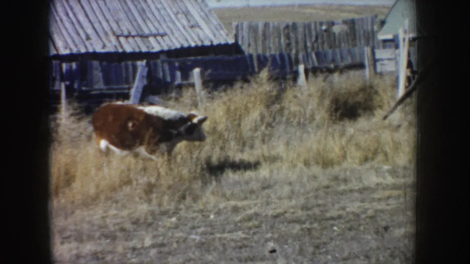 1953 South Dakota 8mm frame of a brown and white cow moving through dry pasture beside weathered farm buildings.