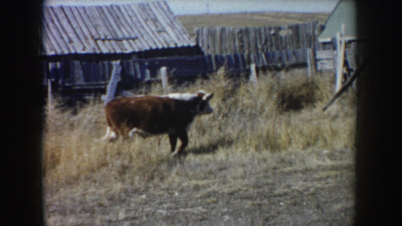 Cow crossing a dry field with wooden farm structures in the background.