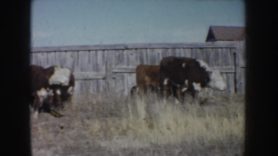 1953 South Dakota 8mm frame of cattle grazing near a long wooden fence under a pale blue sky.