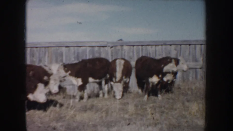 1953 South Dakota home-movie frame showing a small herd grazing along a weathered fence in open pasture.