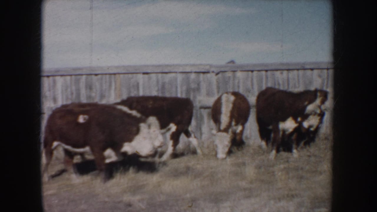 1953 South Dakota home-movie frame showing brown and white cattle grazing beside a weathered wooden fence in a rural enclosure.