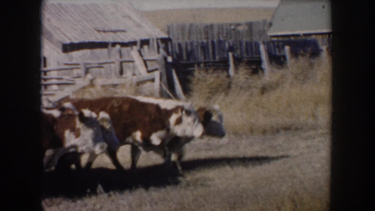 A brown and white cow walks past rustic wooden farm buildings.