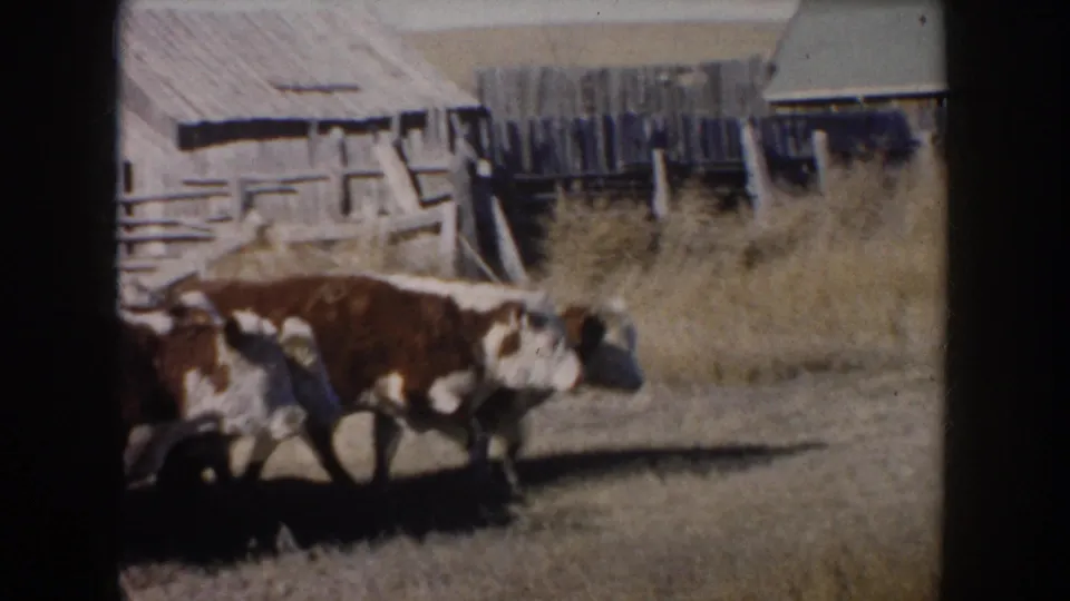 1953 South Dakota frame with a brown and white cow moving through a dry pen near rustic wooden barns and fencing.