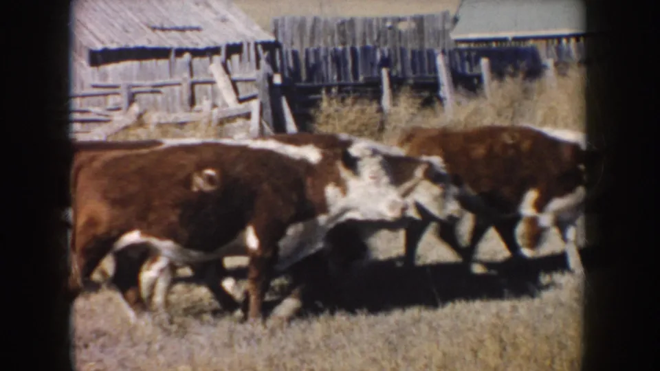 Close 1953 South Dakota home-movie view of brown and white cattle in a dry fenced ranch pen near weathered outbuildings.