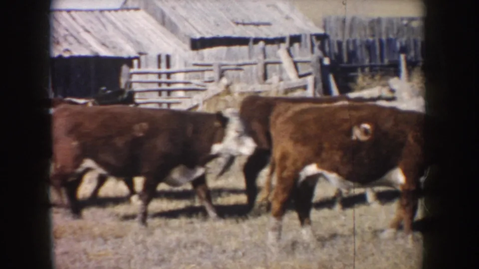 1953 South Dakota frame showing cattle walking across a dry ranch enclosure with wooden fencing and barn structures behind them.