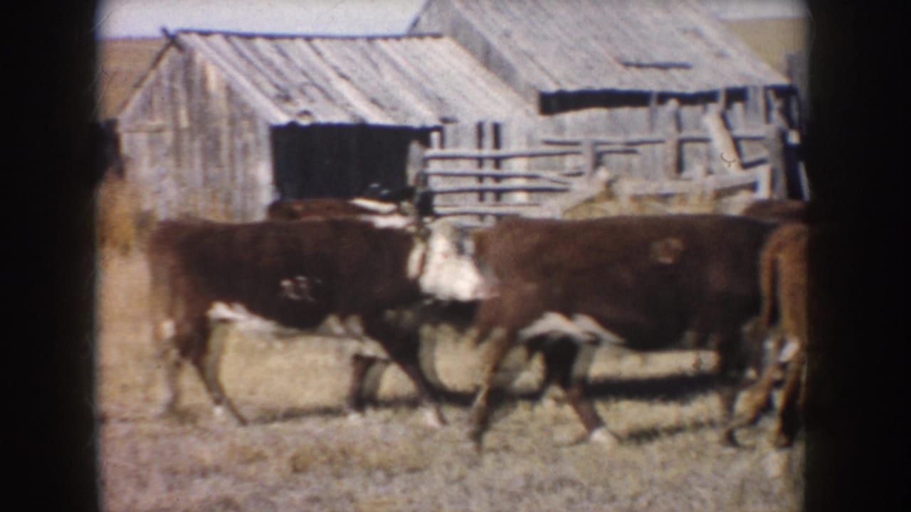Brown and white cattle walk through dry grass in front of a weathered wooden barn.