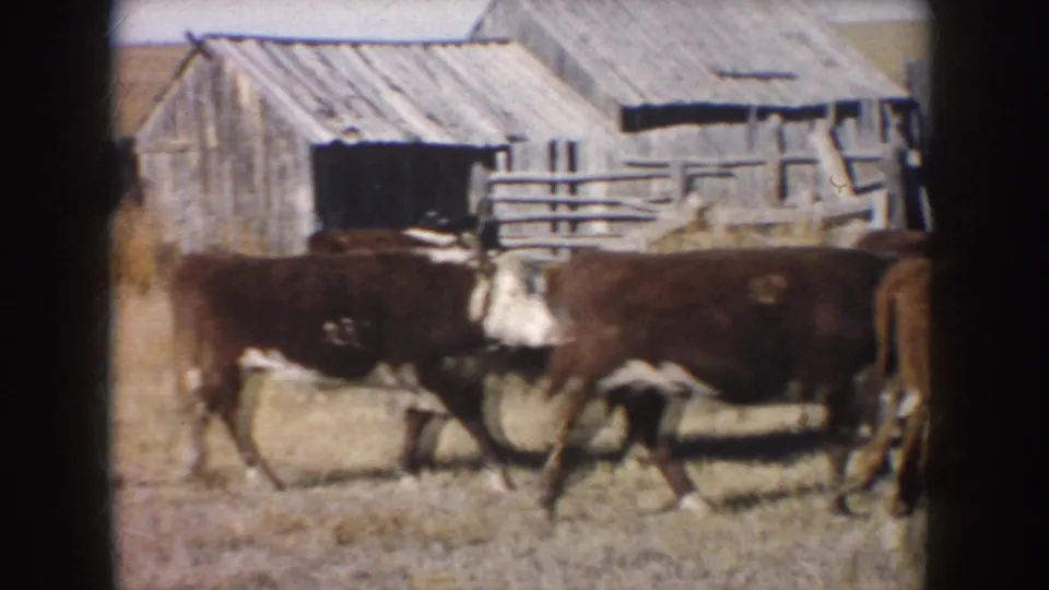 1953 South Dakota 8mm frame showing Hereford-type cattle crossing a dry pasture near a weathered barn and fence.