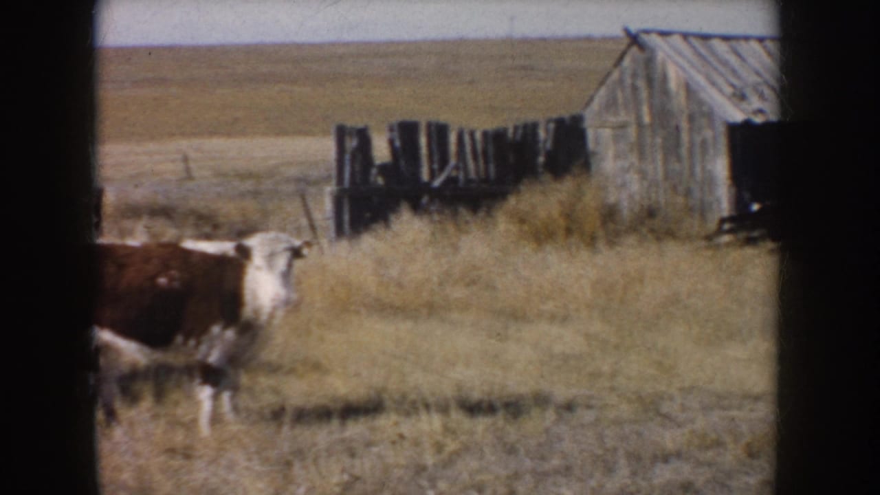 1953 South Dakota farm footage with a brown and white cow near a fence line, dry grass, and weathered wooden outbuildings.